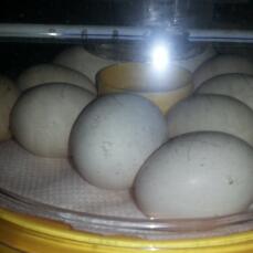 incuber de précieux œufs de soie