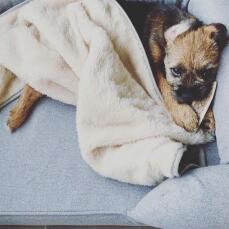Walter adorant sa couverture douce et douillette