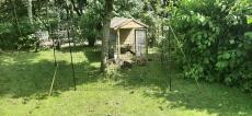 Une clôture pour poules installée dans un jardin, autour d'un arbre et d'un poulailler