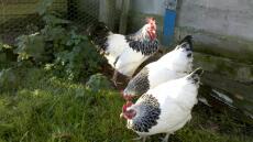 Trois poules dans le jardin