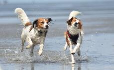 Deux chiens bruns et blancs courant au bord de la mer