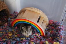 notre hamster l'adore!