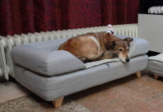 Chien dormant sur Omlet Topology lit pour chien avec traversin gris
