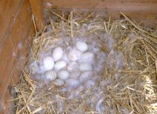 Ont pondu des œufs dans le nid