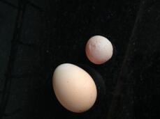 Ces œufs provenaient de la même poule le même jour