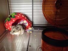Mon hamster dans sa nouvelle cage de hamster