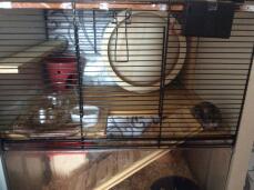 Un petit hamster brun dans une cage Qute avec des accessoires en bois à l'intérieur