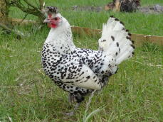 Poule Appenzelloise huppée | Appenzelloise huppée For Sale