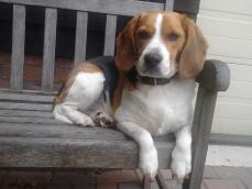 Chien beagle assis sur un banc