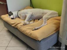 Un grand chien blanc qui dort paisiblement sur son lit avec un pouf jaune.