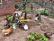Des poulets dans une cour avec une balançoire et un porte-bonbons