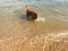 Notre Dogue 'Appa' adore la plage
