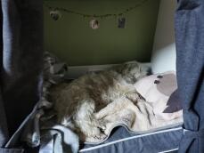 Chien dormant dans Fido Studio meubles de caisse pour chien