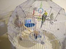 Perruches dans Geo cage à oiseaux avec cage blanche et base crème