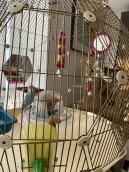 Une cage à oiseaux avec divers accessoires