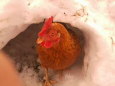 Le poulet rouge dans un monticule de neige