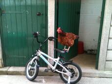 Un poulet debout sur un vélo