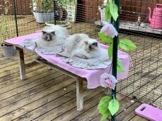 Deux chats assis dans un parc aménagé pour les chats avec des décorations roses