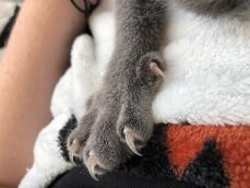 Une patte de chat gris sur une couverture avec ses griffes sorties