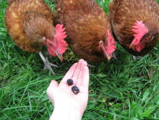 3 poules regardant les mûres à la main