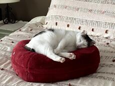 Notre chaton adore son nouveau lit Omlet!