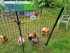 Quelques poulets dans leur clôture avec leur poulailler vert en arrière-plan