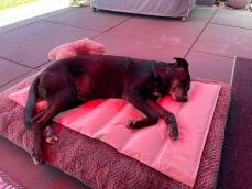 Un chien couché sur un tapis de refroidissement