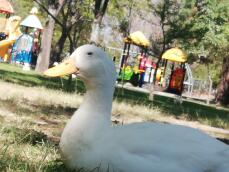 Un canard blanc avec un bec jaune dans un parc