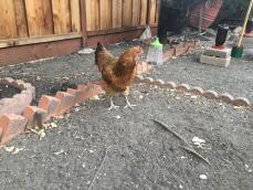 Une poule dans un jardin avec des jouets à picorer suspendus