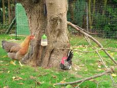Poule avec Omlet jouet à picorer et Omlet clôture pour poules