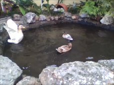 Trois canards dans un étang