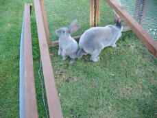 Deux lapins dehors dans leur parcours