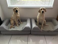 Deux chiens assis côte à côte, chacun sur un grand lit gris avec un matelas à traversin
