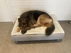 Un chien se reposant sur un lit pour chien Topology.