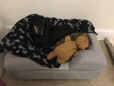 Chester adore son nouveau lit avec son copain préféré, hedgy