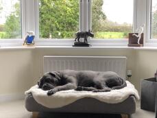 Un chien qui dort sur son lit gris avec une couverture en peau de mouton