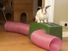 Un lapin debout sur son abri vert et ses tunnels roses