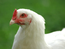 Gros plan sur un poulet blanc