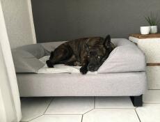 Chien dormant sur Omlet Topology lit pour chien avec traversin et pieds
