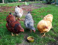 Poulets mangeant de la nourriture sur le sol
