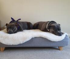 Deux chiens partageant leur lit gris avec une couverture en peau de mouton