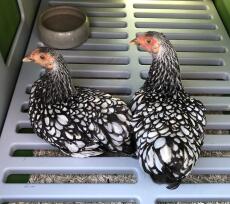 Deux poulets wyandotte se perchent dans un poulailler Eglu Cube .