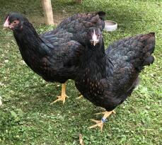 Deux poulets noirs - barnevelder.