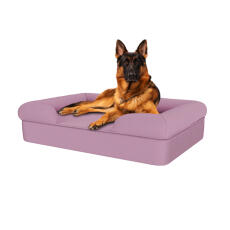Chien assis sur un lit pour chien en mousse à mémoire de forme lavande lilas.