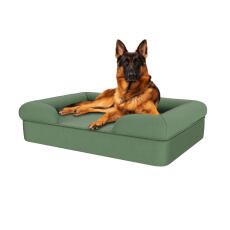 Chien assis sur un grand lit pour chien en mousse à mémoire de forme vert sauge