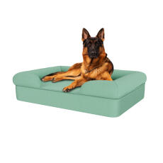 Chien assis sur un grand lit en mousse à mémoire de forme bleu sarcelle pour chien