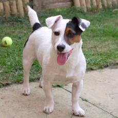 Rex le Jack Russell