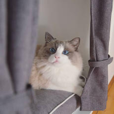 Un chat gris et blanc aux yeux bleus dans un Maya Nook avec des rideaux et des coussins gris