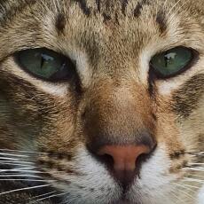 Une image en gros plan d'un chat tigré aux yeux verts
