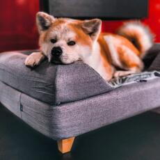 Mignon chien couché sur Omlet Topology lit pour chien avec traversin et pieds carrés en bois